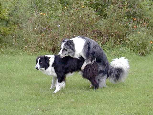 Pics Of Dogs Mating
