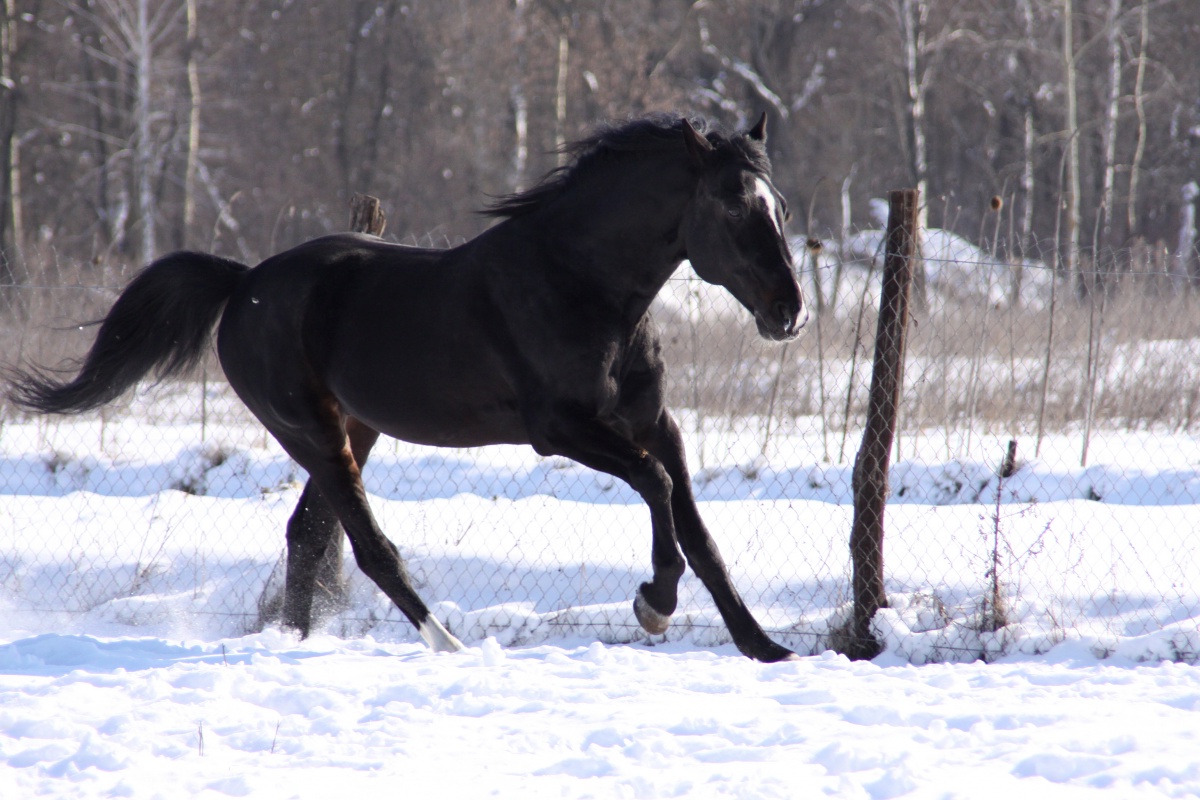 Gallop In The Snow