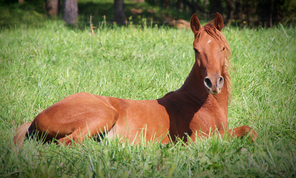 Pics Of Horses Laying Down