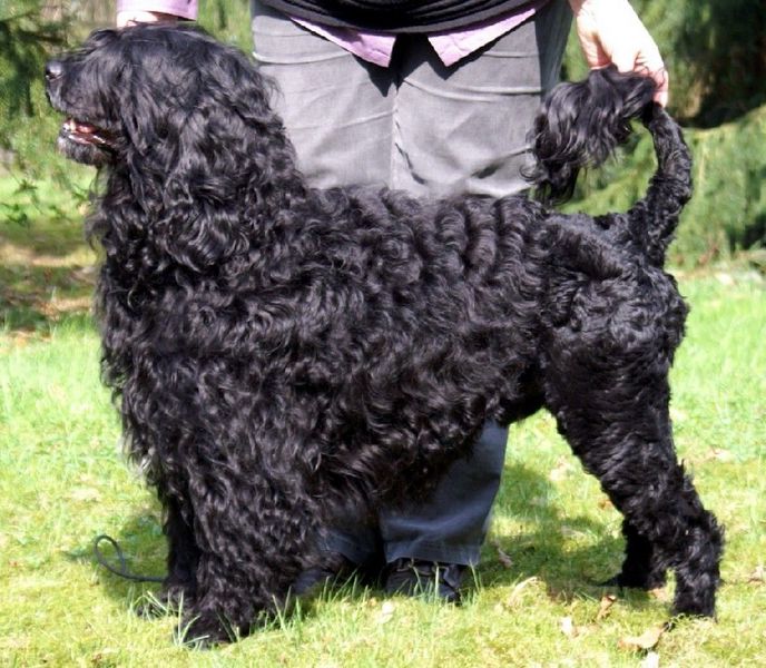 Pics Of Portuguese Water Dogs
