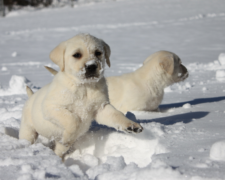 Pics Of Puppies In The Snow