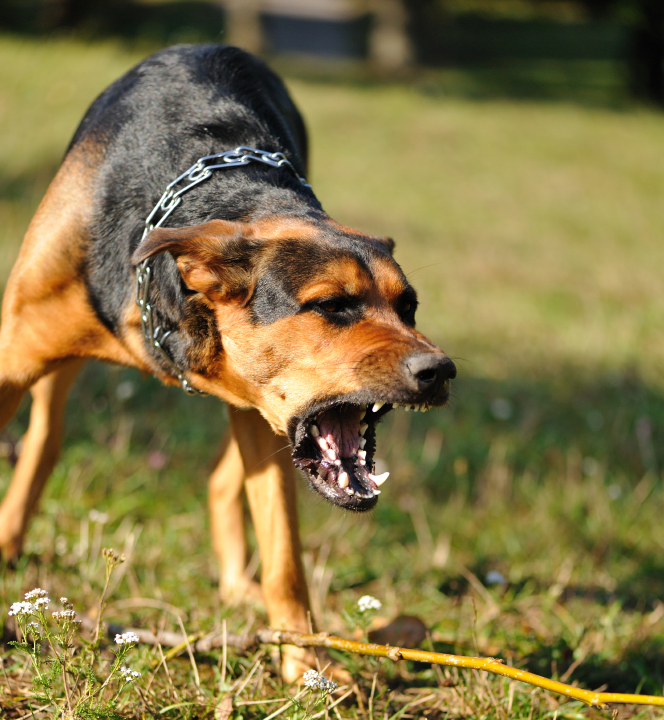 Picture Of A Dog Barking