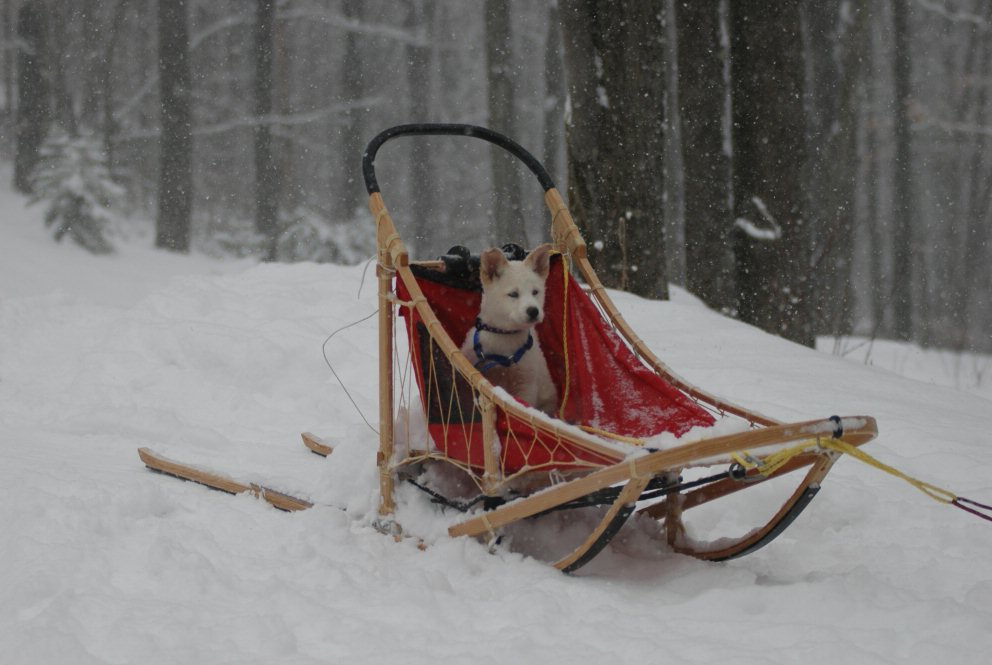 Picture Of A Dog Sled