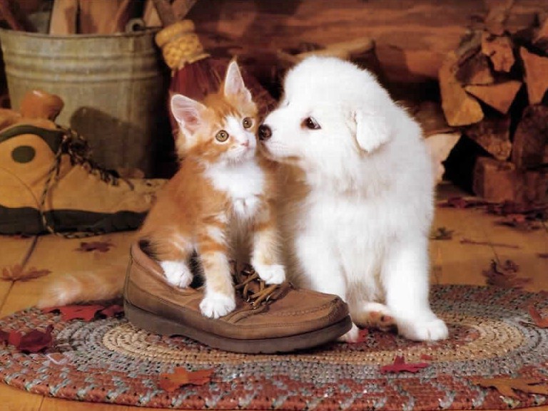 Picture Of Dogs And Cats