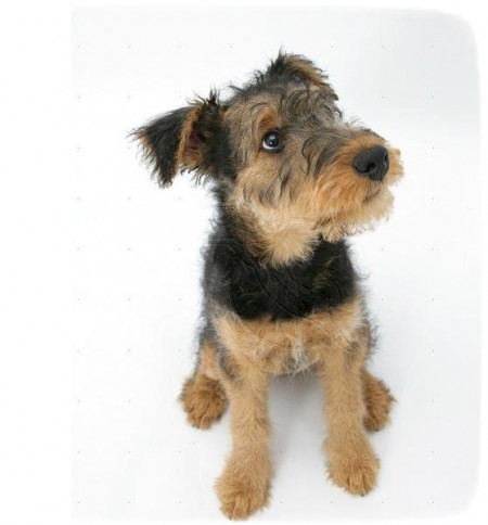 Pictures Of Airedale Terrier Puppies