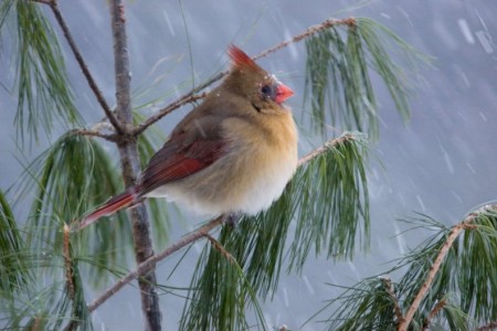 Pictures Of Birds In Snow