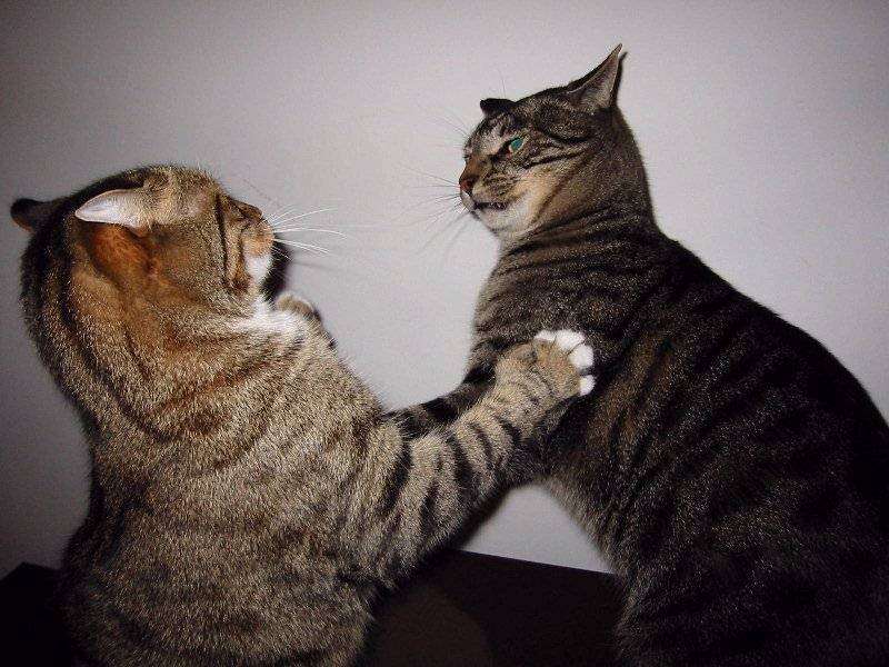 Pictures Of Cats Fighting