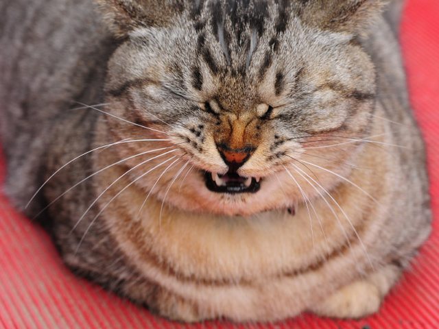 Pictures Of Cats Sneezing