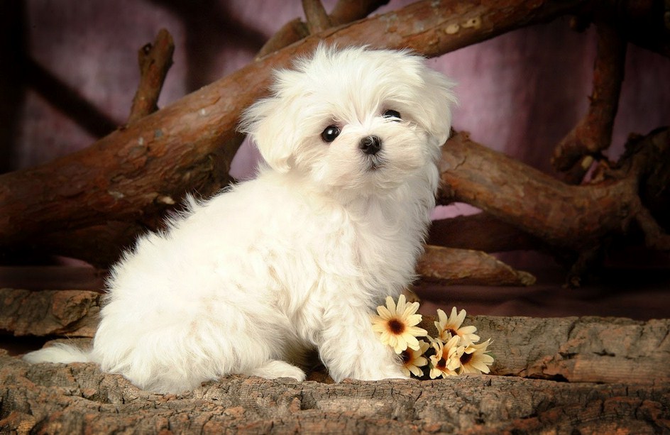 Pictures Of Dog Breeds Puppies