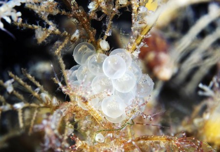 Pictures Of Fish Eggs