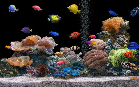 Pictures Of Fish In An Aquarium