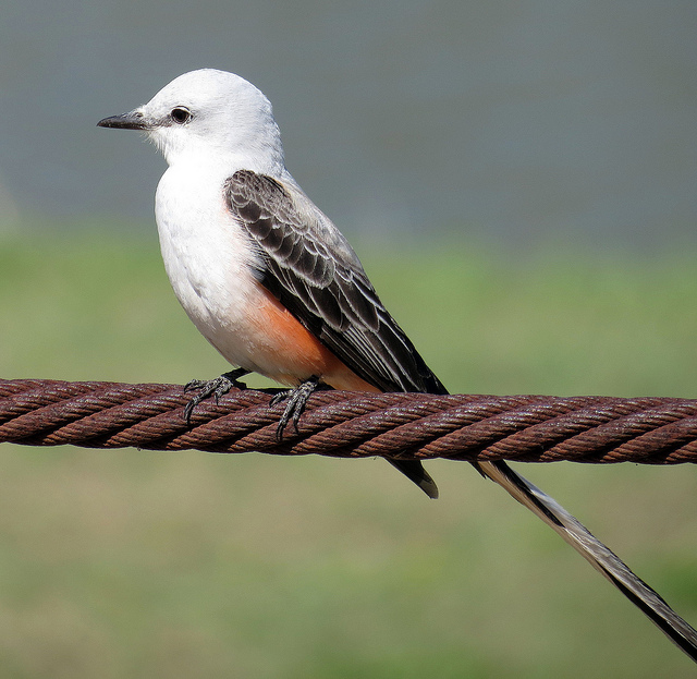 Pictures Of Oklahoma State Bird