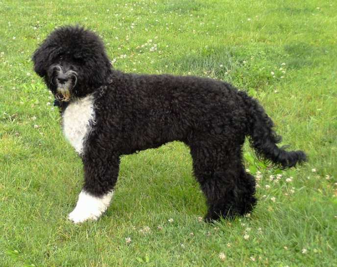 Pictures Of Portuguese Water Dogs