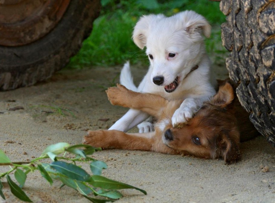 Pictures Of Puppies Playing