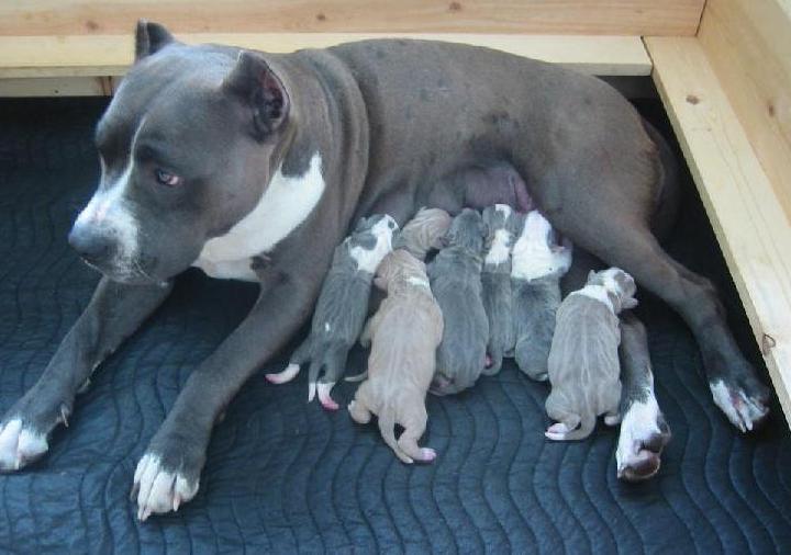Pit Bull Dogs And Puppies