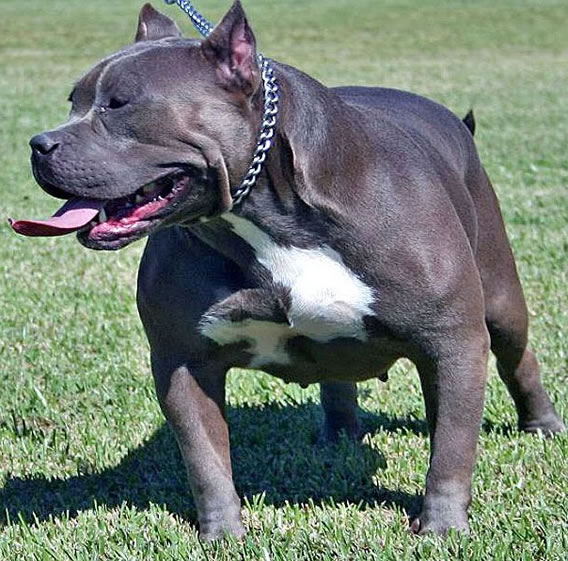 Pit Bull Dogs Fight