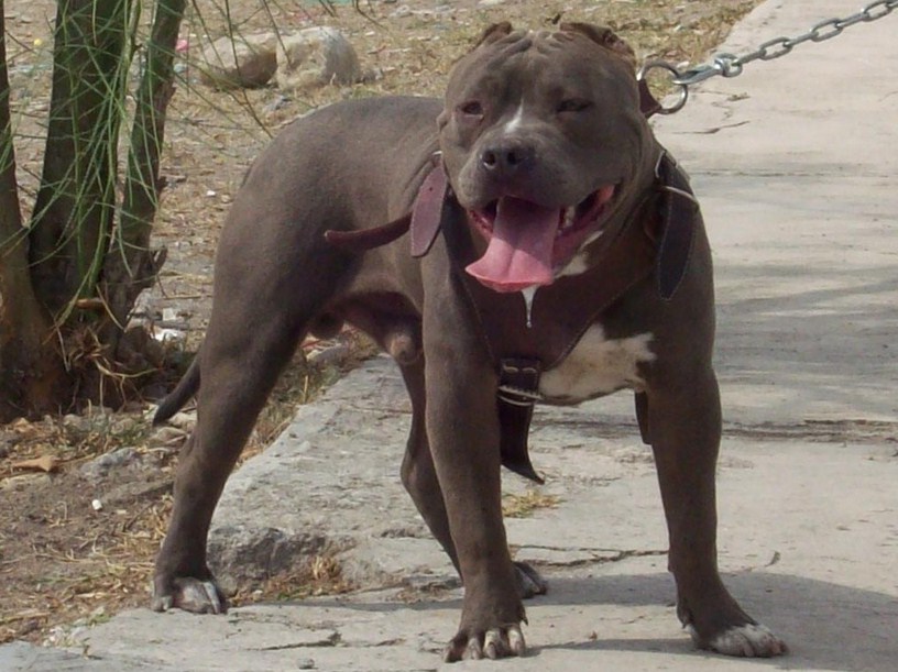 Pit Bull Dogs Images