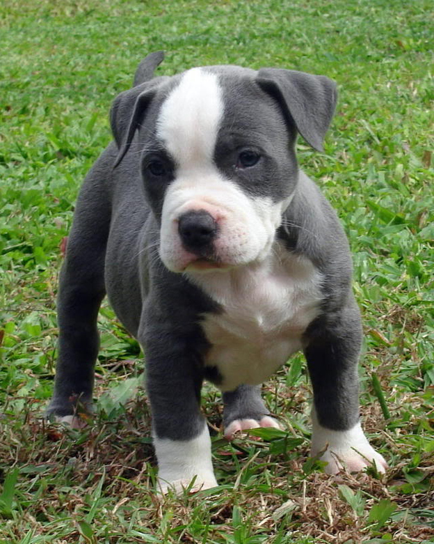 Pit Bull Dogs Pic