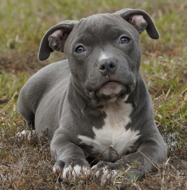 Pit Bull Dogs Pictures