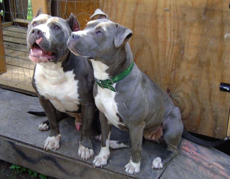 Pit Bull Puppies Blue