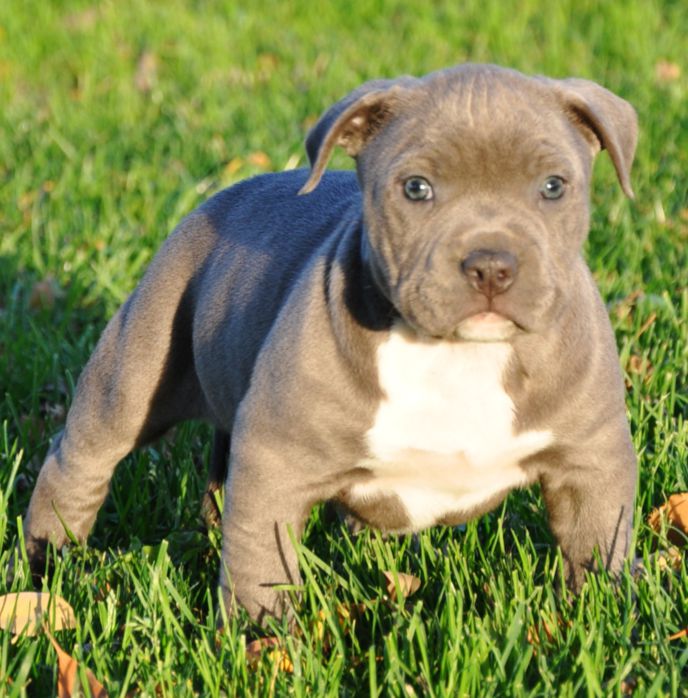 Pit Bull Puppies Pictures