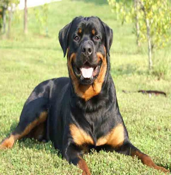 Popular Dog Breeds With Pictures