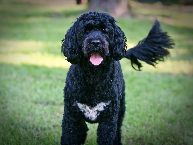 Portuguese Water Dog Breeders Pa