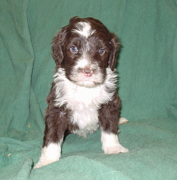 Portuguese Water Dog Puppies Brown