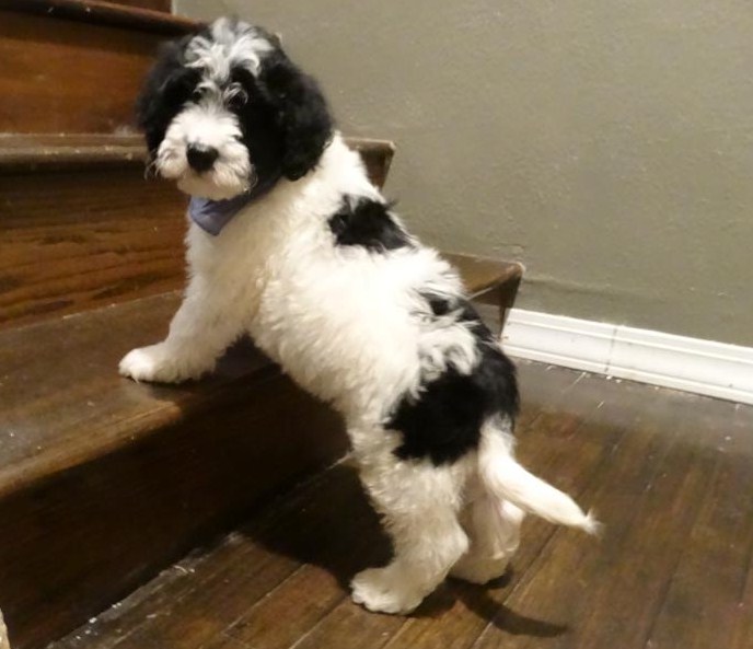 Portuguese Water Dog Puppies Nj