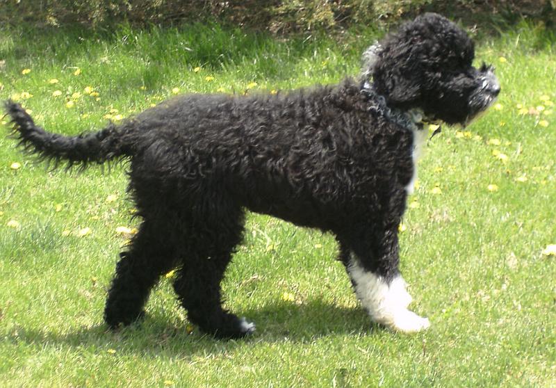 Portuguese Water Dogs Images