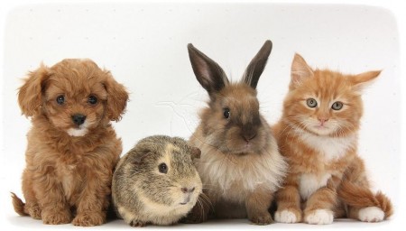 Puppies And Kittens And Bunnies Together