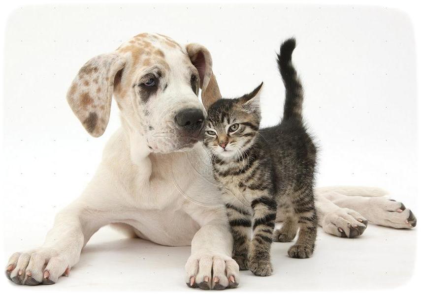 Puppies And Kittens Images