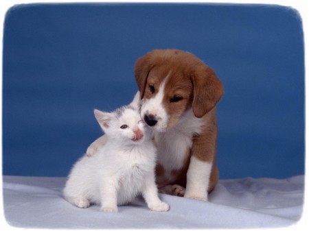 Puppies And Kittens Kissing