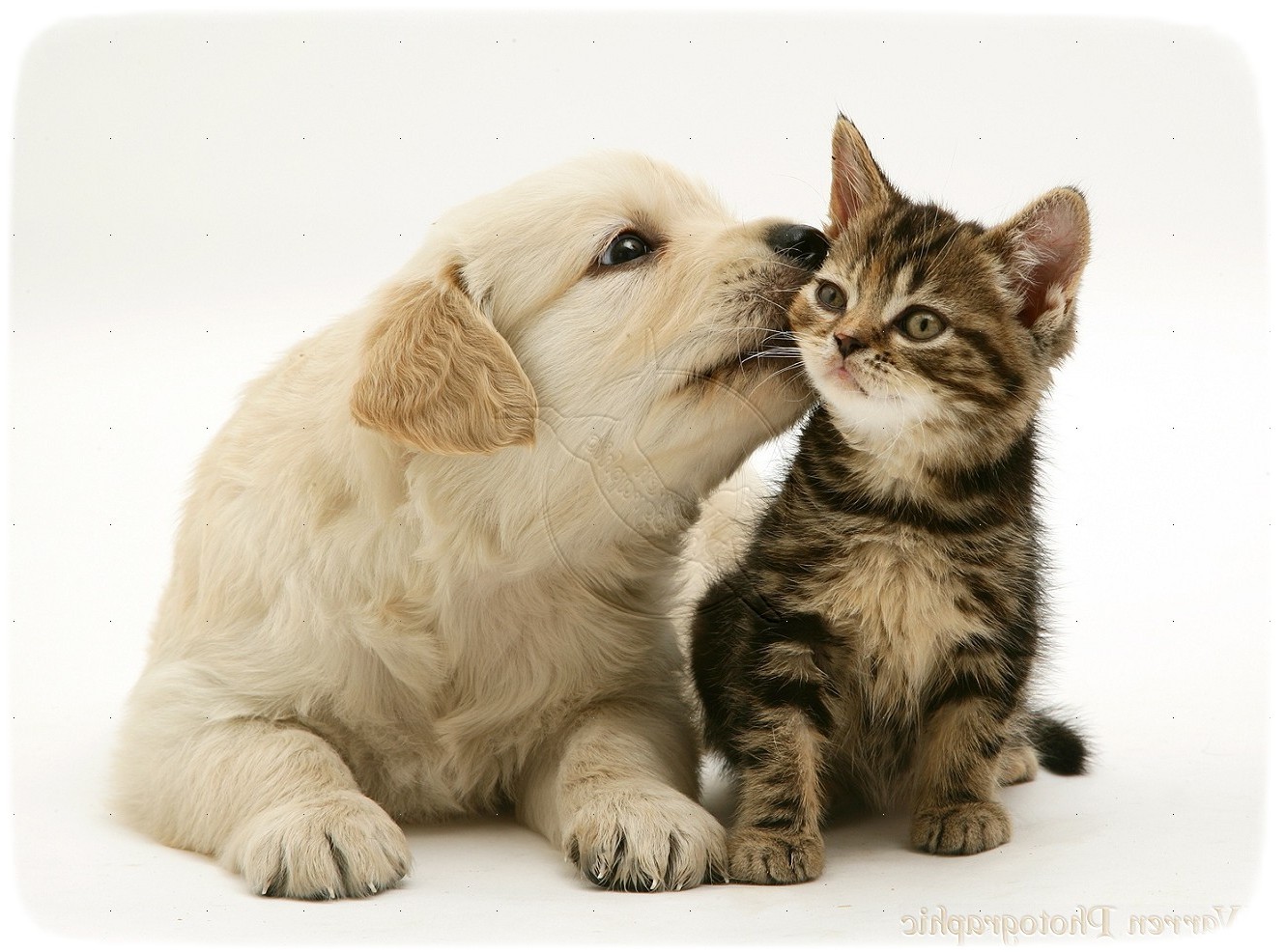 Puppies And Kittens Kissing Wallpaper
