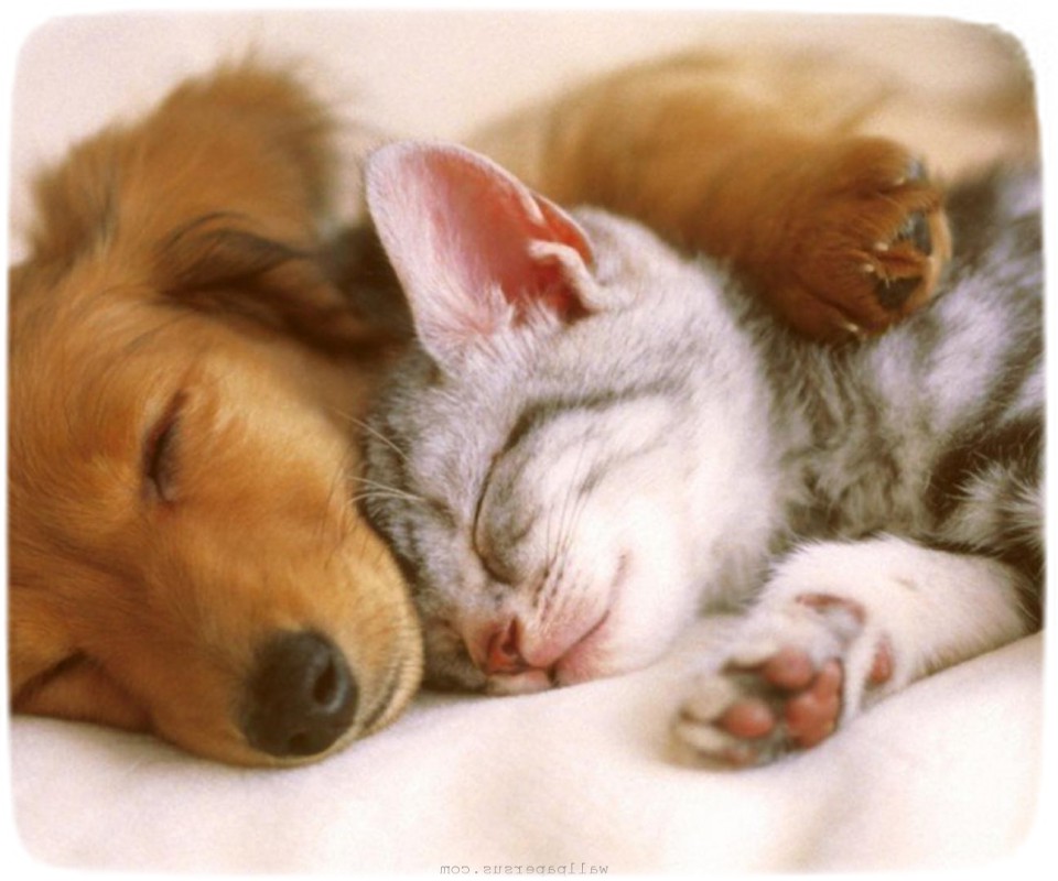 Puppies And Kittens Sleeping