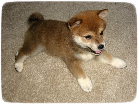 Shiba Inu Puppy Cute