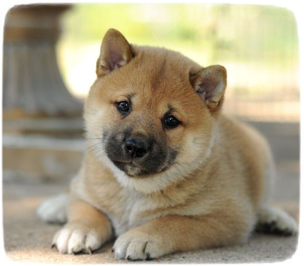 Shiba Inu Puppy Pictures