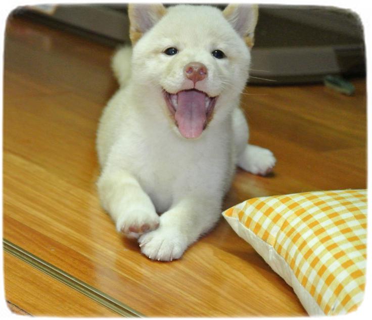 Shiba Inu Puppy Smile