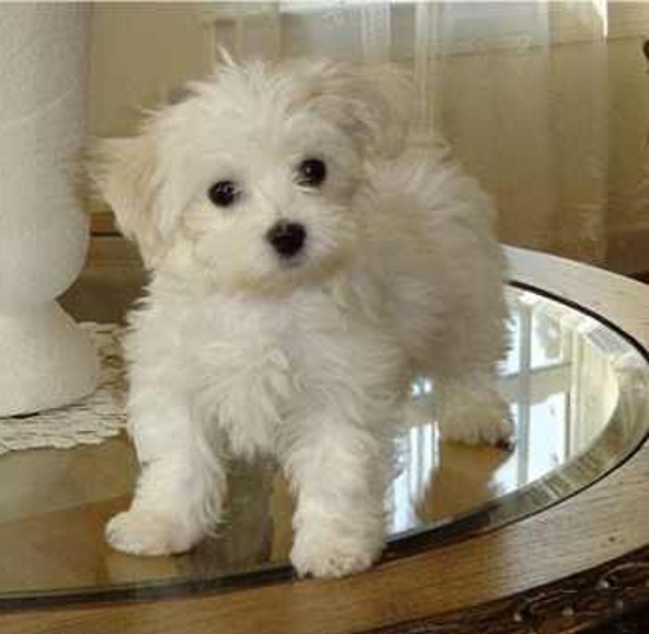 Small Dogs Breeds Pictures