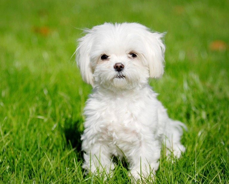 Small Hypoallergenic Dogs For Kids