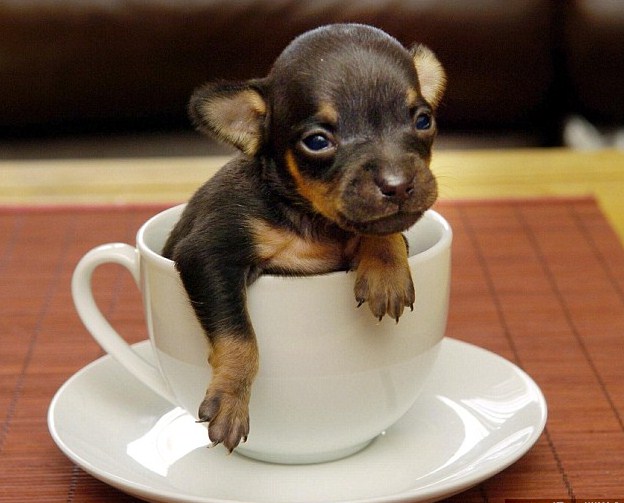 Smallest Dog Breeds In The World
