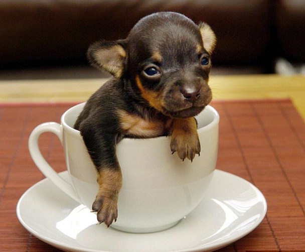 Smallest Dog In The World Guinness 2013