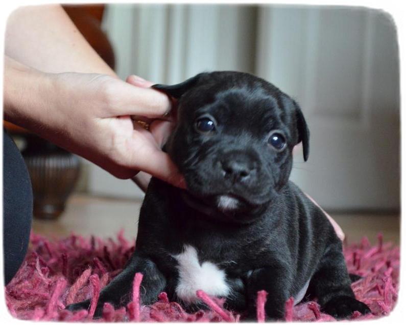 Staffordshire Bull Terrier Puppies Black