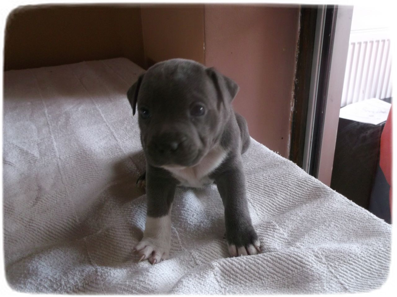 Staffordshire Bull Terrier Puppies Blue