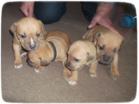 Staffordshire Bull Terrier Puppies Brown