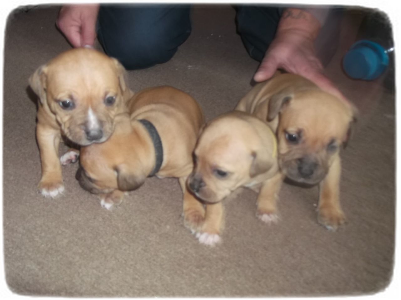 Staffordshire Bull Terrier Puppies Brown