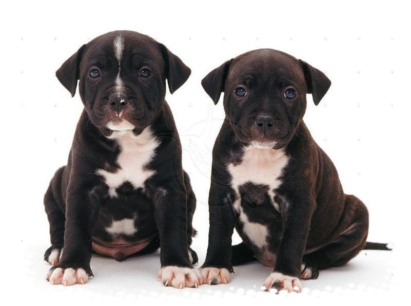 Staffordshire Bull Terrier Puppies Pictures