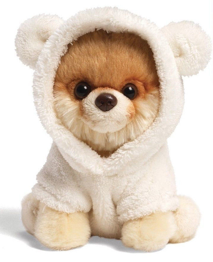 Teddy Bear Dog Pomeranian