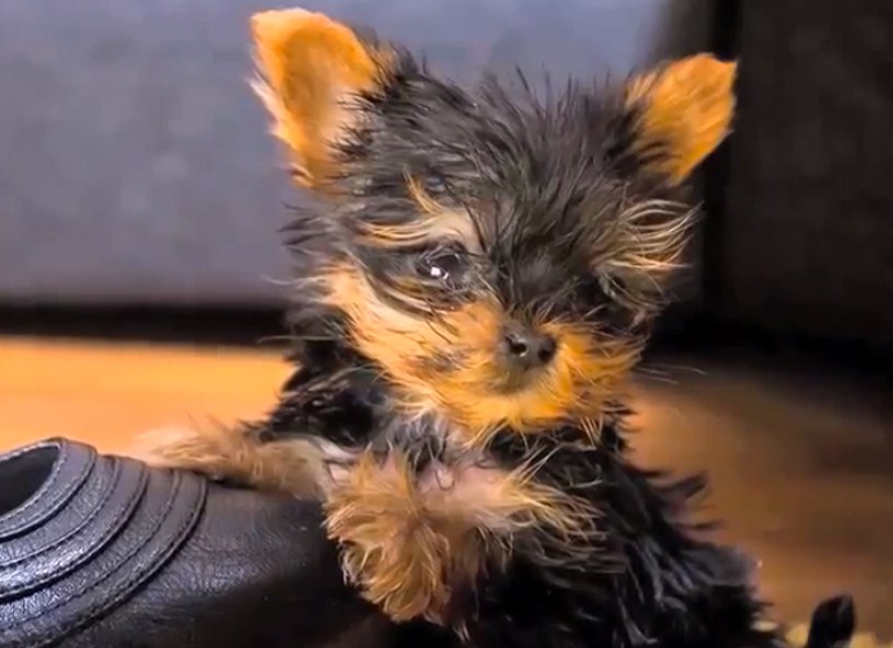 The Smallest Dog In The World 2012