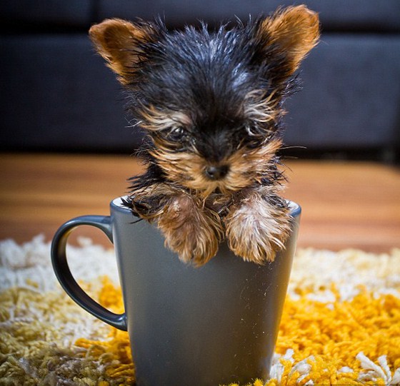 The Smallest Dog In The World 2013